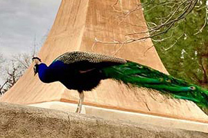 cross peacock